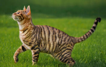 how cat its stripes its genetics