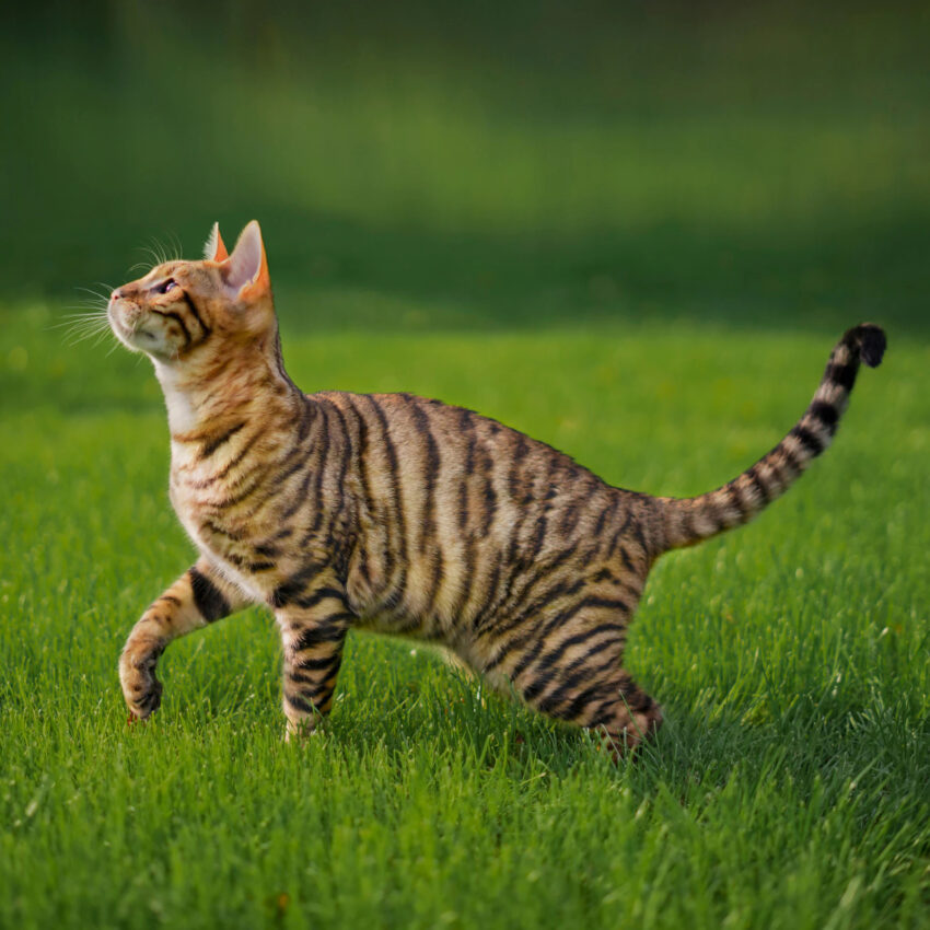 How do cats obtain their stripes?