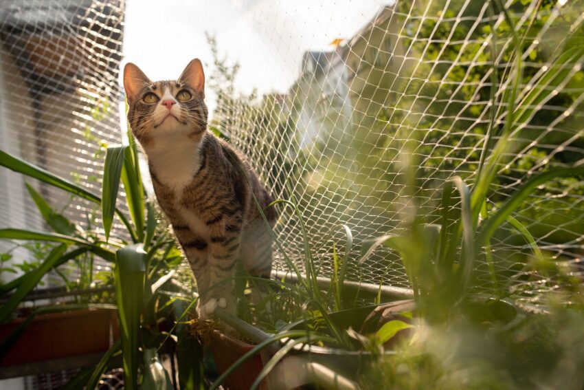 Keep Your Cat Safe and Secure – Balcony Cat-Proofing Tips