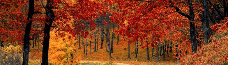 What is the Importance of Nature