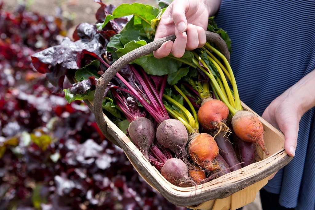 Is Beetroot Difficult to Grow?