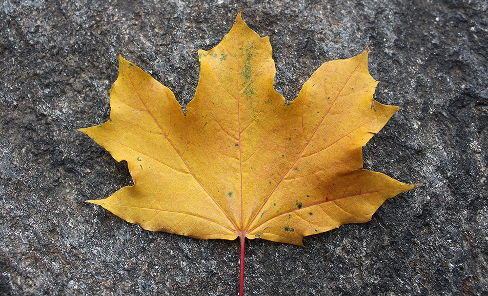 What Are Maple Leaves Used For? Exploring the Versatility of Nature’s Iconic Symbol