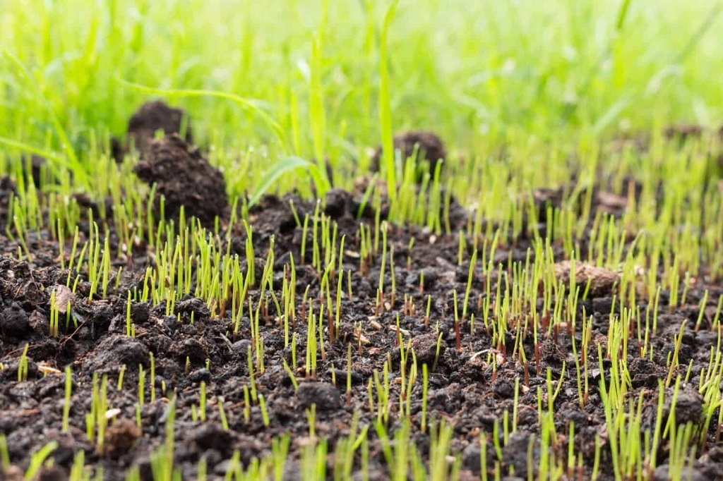 When is It Too Late to Plant Grass Seed in Spring