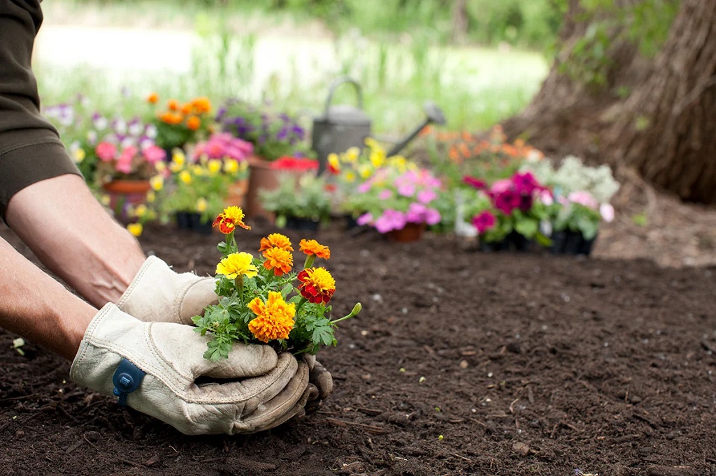In late spring, consider planting flowers
