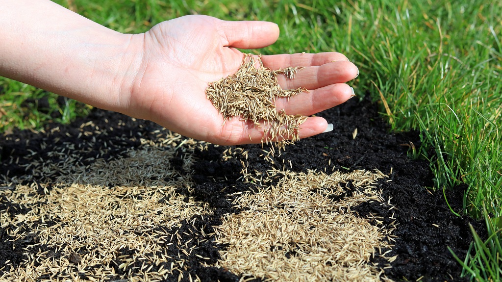 When is It Too Late to Plant Grass Seed in Spring: Discover the Perfect Timing!