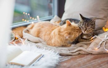 What is the purpose of cat litter?