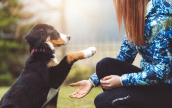 What is the hardest trick to teach your dog?
