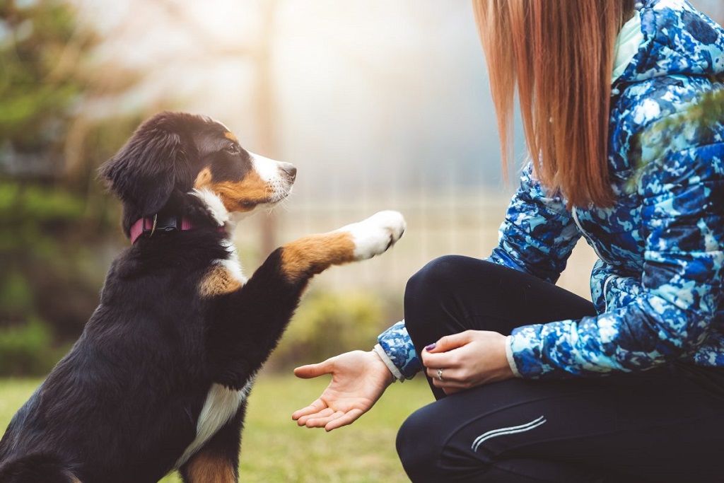 Train Like a Pro: Tips for Teaching Your Dog New Tricks, Regardless of Breed