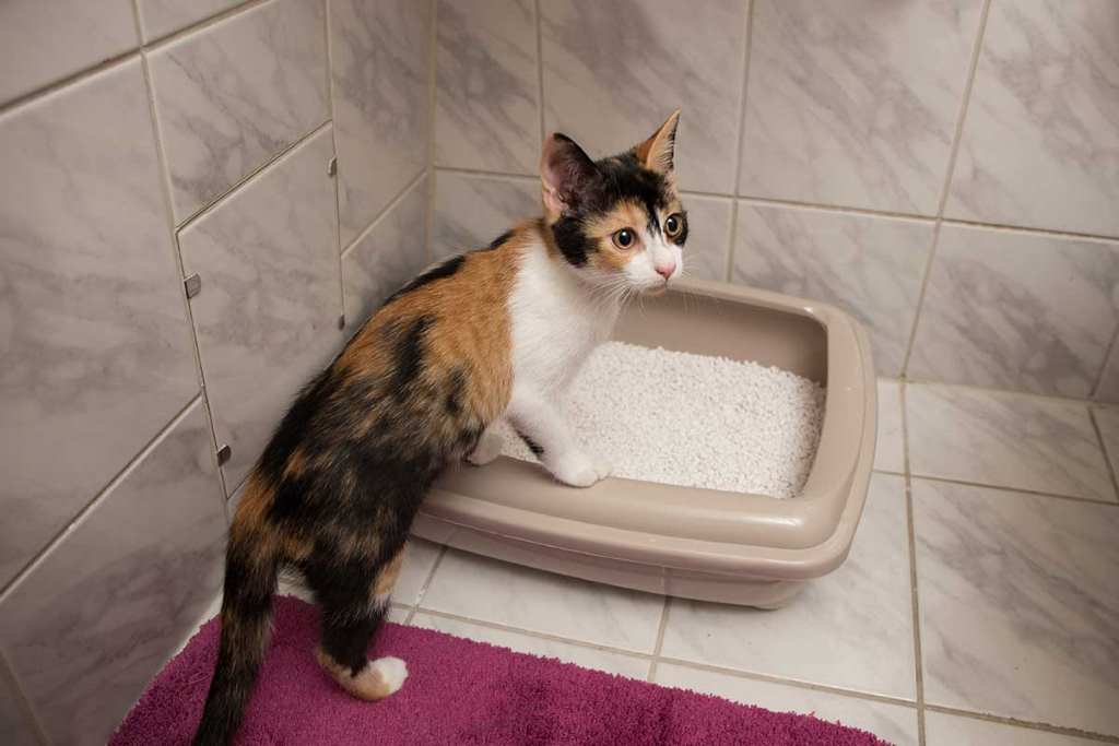 Why is everyone out of Scoop Away cat litter