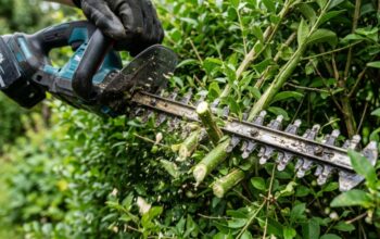 Homeowner trimming suburban hedges with a cordless tool in bright Texas sunlight.